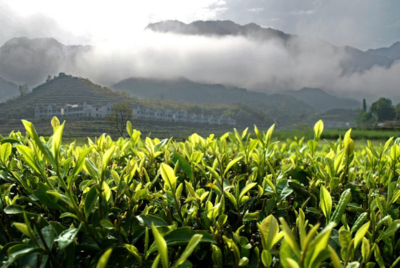 中國茶文化,如何打造成功的田園綜合體?